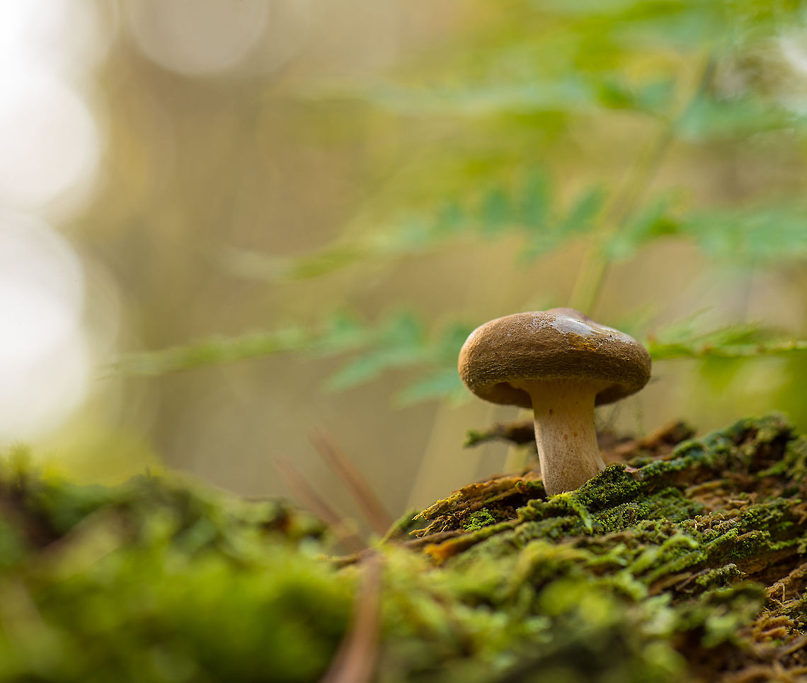 Thick brown hat, thick white stem fungi, Heeswijk-Dintherse Bossen Not sure which species this is yet. Most notable feature is the very thick edge on its hat. Paxillus spec presumed. Europe,Fungi,Heeswijk,Macro,Netherlands