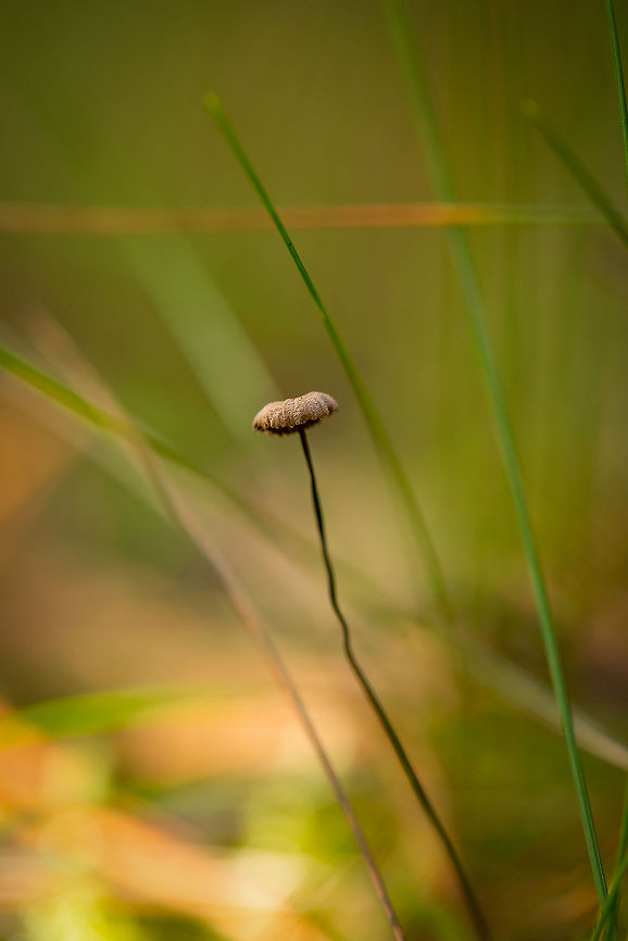Horsehair Parachute on forest floor - closeup, Heeswijk-Dintherse Bossen The grass shows just how incredibly small and thin this species is. Europe,Fungi,Heeswijk,Horsehair Parachute,Macro,Marasmius androsaceus,Netherlands