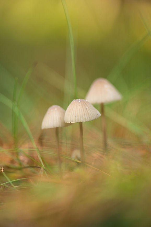 Three white-hat Mycenas, Heeswijk-Dintherse Bossen  Europe,Fungi,Heeswijk,Macro,Milking bonnet,Mycena galopus,Netherlands
