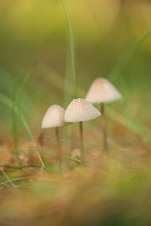 Three white-hat Mycenas, Heeswijk-Dintherse Bossen  Europe,Fungi,Heeswijk,Macro,Milking bonnet,Mycena galopus,Netherlands