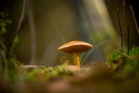 Slippery jack (Suillus luteus), Heeswijk-Dintherse Bossen  Europe,Fungi,Heeswijk,Macro,Netherlands,Suillus luteus,autumn