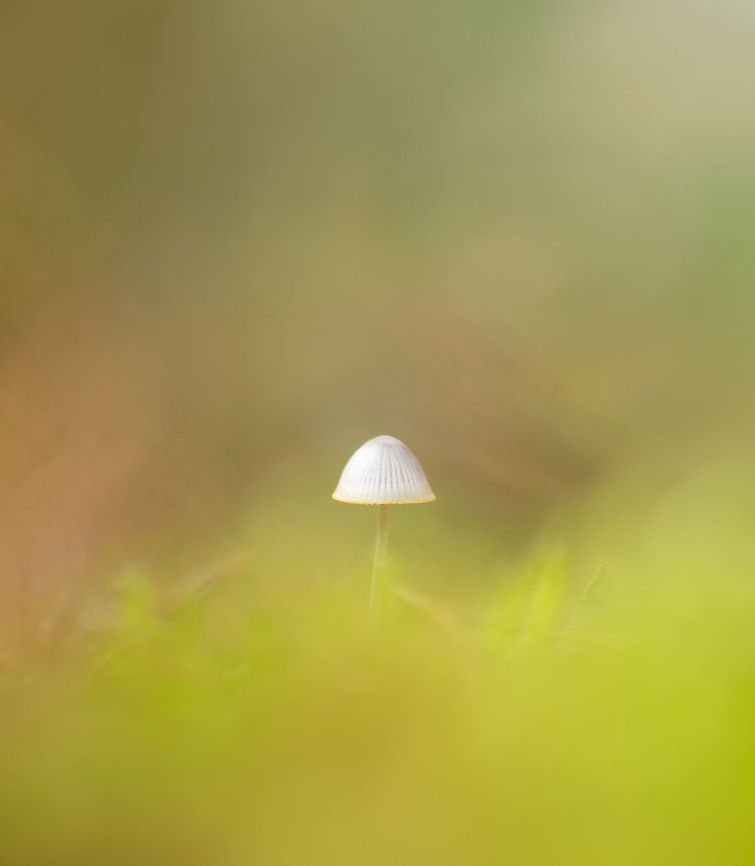 Soft Mycena, Heeswijk-Dintherse Bossen Removing both foreground and background using a very narrow depth of field. Europe,Fungi,Heeswijk,Macro,Netherlands