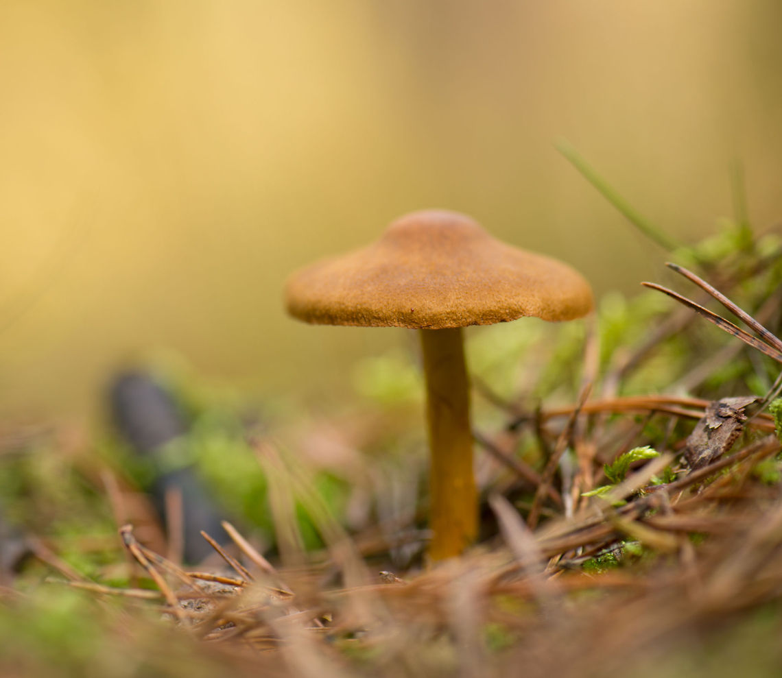 Pointy-hat orange fungi, Heeswijk-Dintherse Bossen Cortinarius subgenus Dermocybe Europe,Fungi,Heeswijk,Macro,Netherlands