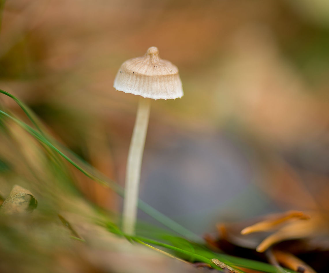 Pointy-hat Mycena(?), Heeswijk-Dintherse Bossen Mycena spec Europe,Fungi,Heeswijk,Macro,Netherlands