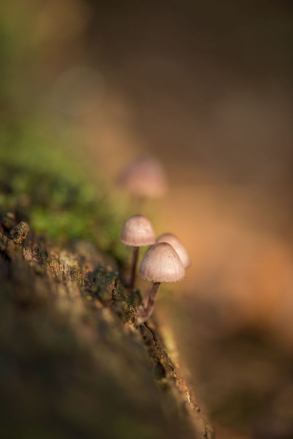 Bleeding fairy helmets growing on tree, Netherlands  Bleeding fairy helmet,Europe,Fungi,Heeswijk,Macro,Mycena haematopus,Netherlands