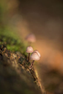 Bleeding fairy helmets growing on tree, Netherlands  Bleeding fairy helmet,Europe,Fungi,Heeswijk,Macro,Mycena haematopus,Netherlands