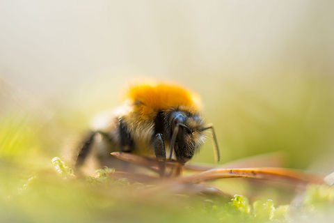 My last day I was on a fungi hunt when on the forest floor I discovered this large bumble bee. It appeared large, mature and intact yet it very much appeared to be dying.  Europe,Fungi,Heeswijk,Macro,Netherlands