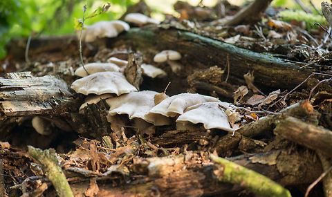 White tree rotter on fallen tree I recently saw a similar photo but lost track of it, still searching for the species id. Clitocybe nebularis,Europe,Fungi,Heeswijk,Macro,Netherlands