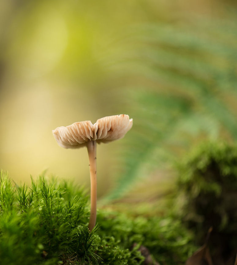 White/Orange gilled mushroom, Heeswijk-Dinther Mycena spec Europe,Fungi,Heeswijk,Macro,Netherlands