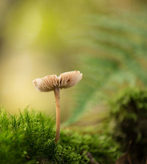 White/Orange gilled mushroom, Heeswijk-Dinther Mycena spec Europe,Fungi,Heeswijk,Macro,Netherlands