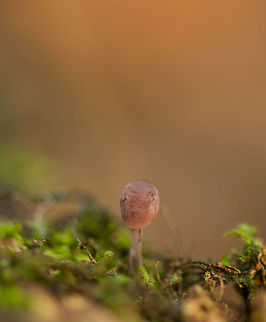 Very young Bleeding Fairy Helmet growing on tree  Bleeding fairy helmet,Europe,Fungi,Heeswijk,Macro,Mycena haematopus,Netherlands