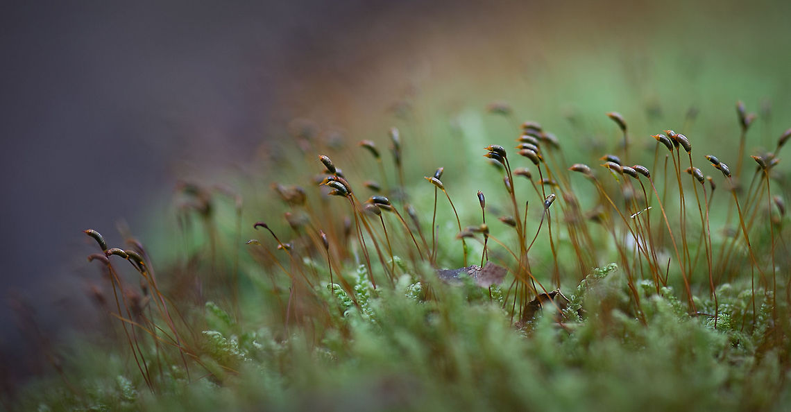 Likeminded A cluster of Dicranoweisia cirrata spores growing on a tree in Heeswijk-Dinther, the Netherlands. Dicranoweisia cirrata,Europe,Fungi,Heeswijk,Macro,Netherlands