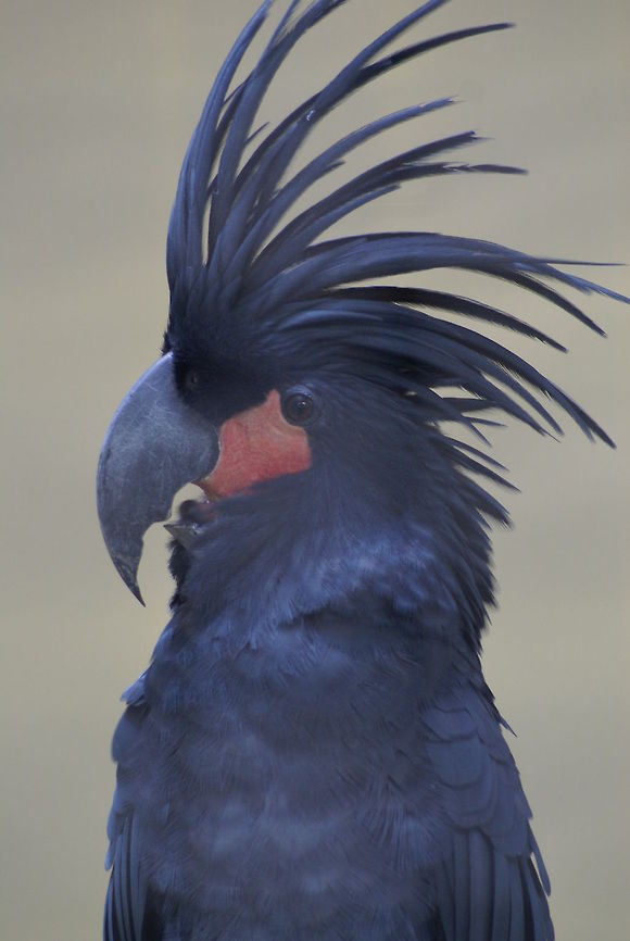 Palm Cockatoo portrait In captivity. Birds,Cockatoo,Geotagged,Malaysia,Palm Cockatoo,Probosciger aterrimus