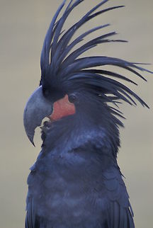 Palm Cockatoo portrait In captivity. Birds,Cockatoo,Geotagged,Malaysia,Palm Cockatoo,Probosciger aterrimus