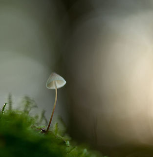 Mycena clock in backlight, Heeswijk-Dinther  Europe,Fungi,Heeswijk,Macro,Netherlands