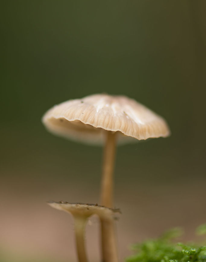 Closeup of two Mycenas on forest floor, Heeswijk-Dinther  Europe,Fungi,Heeswijk,Macro,Netherlands