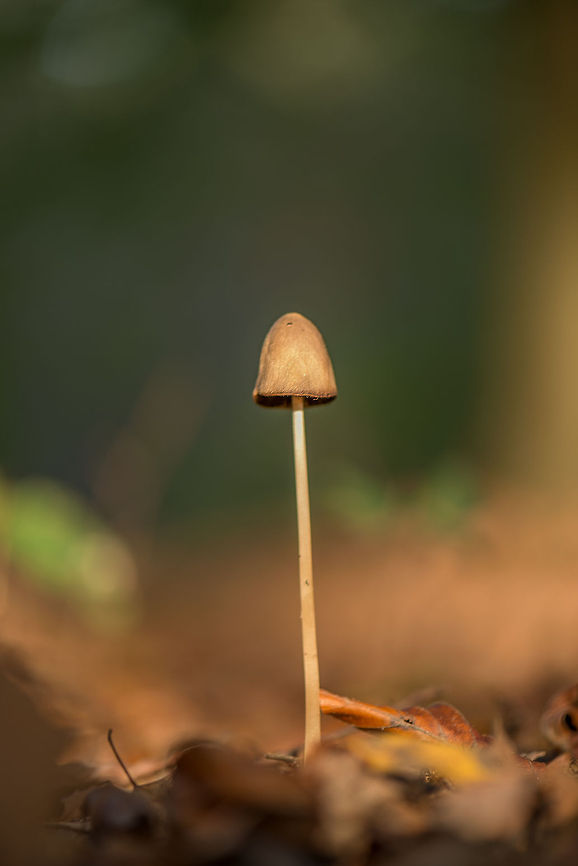 Psathyrella conopilus (presumed), Heeswijk-Dinther I identified this one based on its long stem and brown cap, as well as a similar photo I saw on Facebook, but I&#039;m not 100% sure of it being correct. Europe,Fungi,Heeswijk,Macro,Netherlands,Psathyrella conopilus