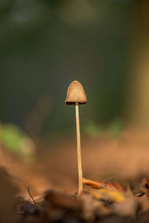 Psathyrella conopilus (presumed), Heeswijk-Dinther I identified this one based on its long stem and brown cap, as well as a similar photo I saw on Facebook, but I'm not 100% sure of it being correct. Europe,Fungi,Heeswijk,Macro,Netherlands,Psathyrella conopilus