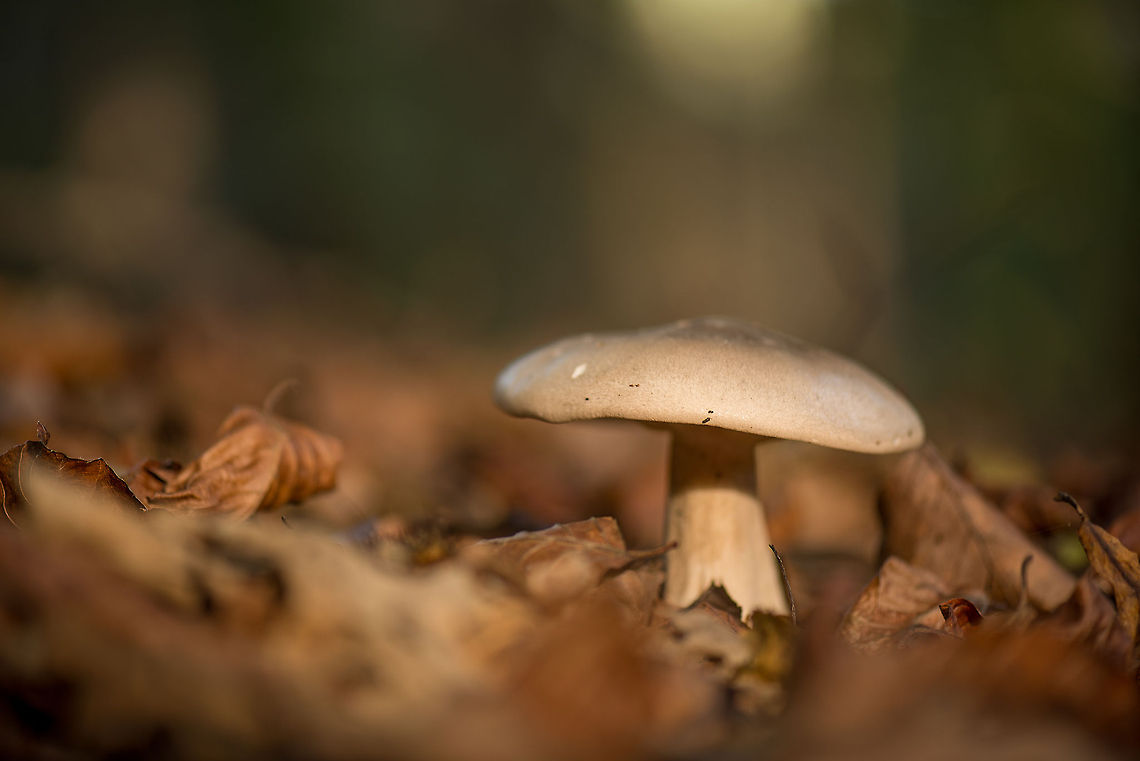 Large white cap, thick stem fungus on forest floor, Heeswijk-Dinther  Clitocybe nebularis,Europe,Fungi,Heeswijk,Macro,Netherlands