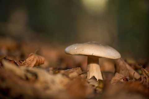 Large white cap, thick stem fungus on forest floor, Heeswijk-Dinther  Clitocybe nebularis,Europe,Fungi,Heeswijk,Macro,Netherlands