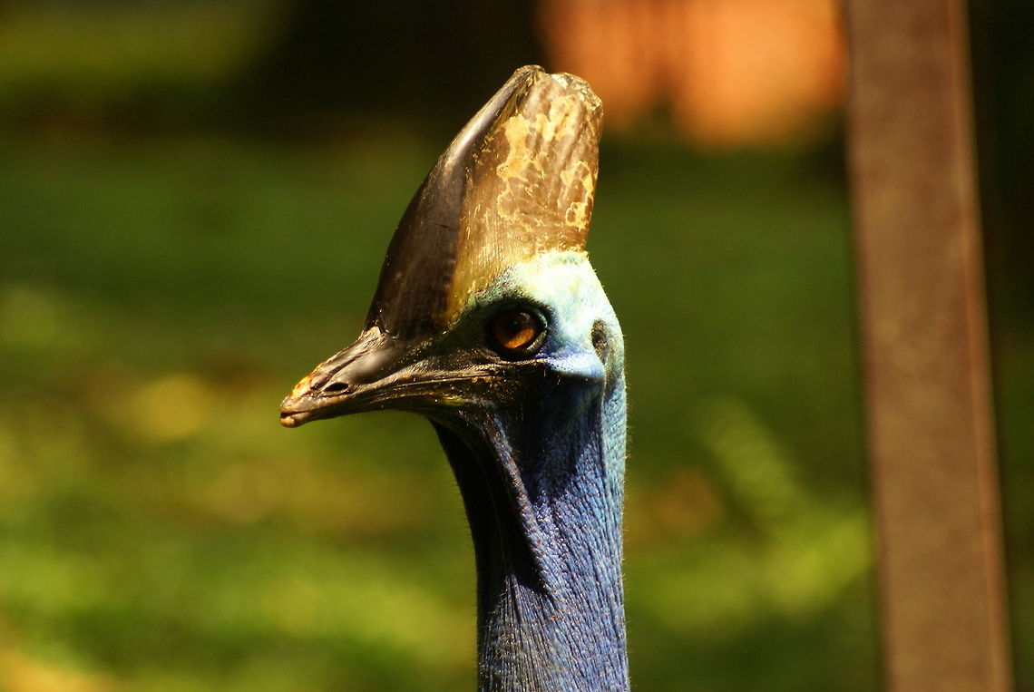 Southern Cassowary One of the strangest creatures I have ever seen. Half bird, half dino. Mean and huge too. Birds,Cassowary,Casuarius casuarius,Geotagged,Malaysia,Southern Cassowary