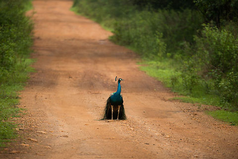 Welcome to Sri Lanka Day 1 of our recent trip to Sri Lanka, and at our first park (Wilpaththu) right behind the entrance we were greeted by this Indian Peafowl. Along the total trip we have seen hundreds, they are extremely active during the breeding season. So hereby I'll kickoff our Sri Lanka photo set, which I'll gradually share over the coming weeks.

Closeup:
http://www.jungledragon.com/image/23545/closeup_of_indian_peafowl_at_wilpaththu_national_park_sri_lanka.html Asia,Geotagged,Indian peafowl,Pavo cristatus,Sri Lanka,Wilpaththu