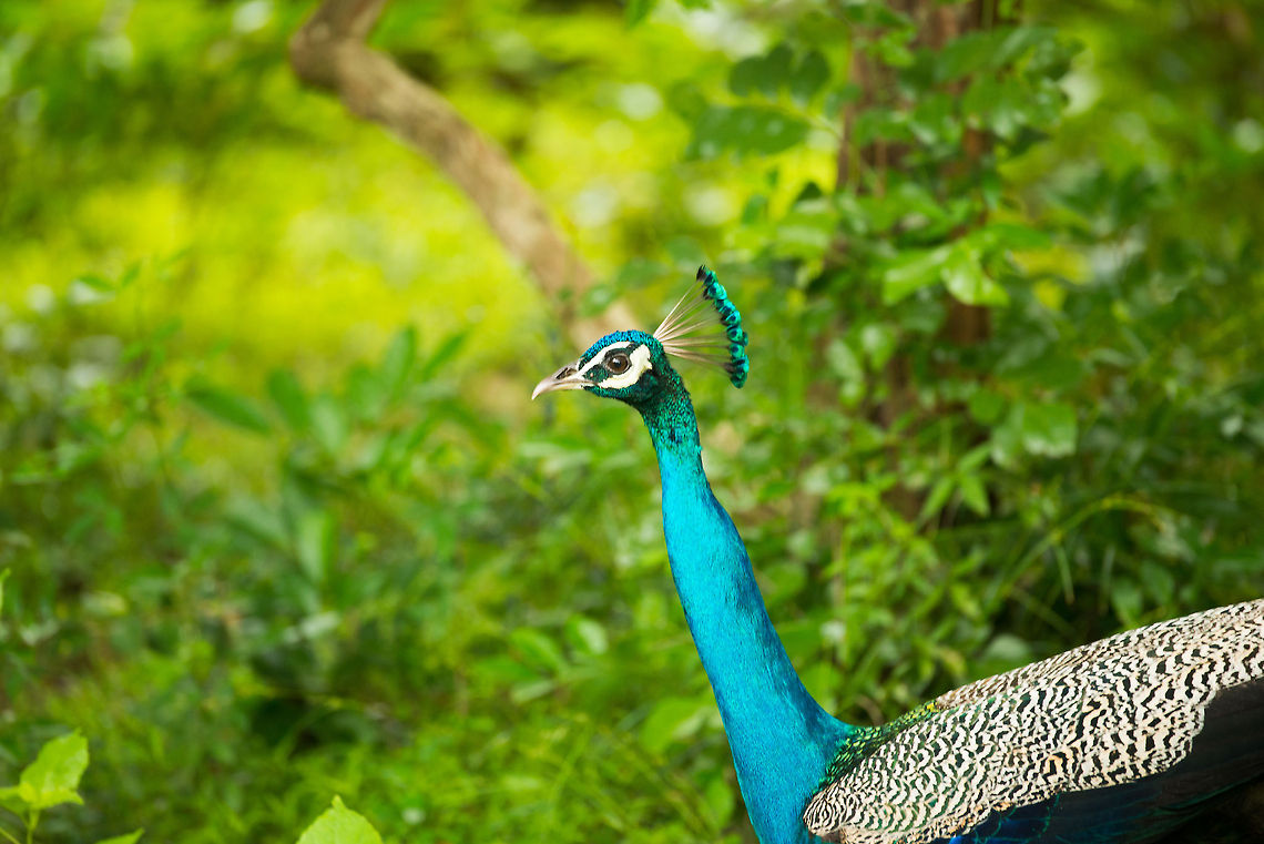 Closeup of Indian Peafowl at Wilpaththu national park, Sri Lanka A bird introduced the world over, but seeing them in the wild makes you only appreciate them more.<br />
<section class="video"><iframe width="448" height="282" src="https://www.youtube-nocookie.com/embed/qDvFdj-pFMc?hd=1&autoplay=0&rel=0" frameborder="0" allowfullscreen></iframe></section> Asia,Indian peafowl,Pavo cristatus,Sri Lanka,Wilpaththu