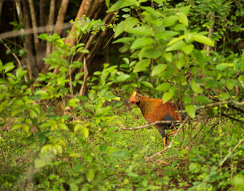 Sri Lankan junglefowl, Wilpaththu park, Sri Lanka A colorful bird that is always dwelling on the forest floor, I've never seen it fly. You need to be quick once you see one, in seconds it will be out of sight. Asia,Gallus lafayetii,Sri Lanka,Sri Lankan Junglefowl,Wilpaththu