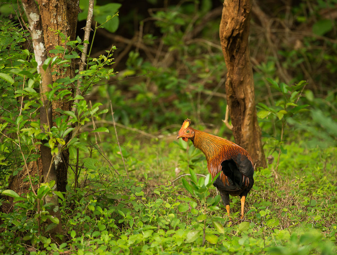 Sri Lankan junglefowl, Wilpaththu park, Sri Lanka At first one may think, what is this chicken doing in the jungle, but its actually quite a beautiful bird. It is Sri Lanka&#039;s national bird and considered important. They are often seen but hard to get a clear shot from. Asia,Gallus lafayetii,Sri Lanka,Sri Lankan Junglefowl,Wilpaththu