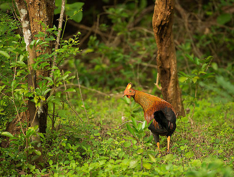 Sri Lankan junglefowl, Wilpaththu park, Sri Lanka At first one may think, what is this chicken doing in the jungle, but its actually quite a beautiful bird. It is Sri Lanka's national bird and considered important. They are often seen but hard to get a clear shot from. Asia,Gallus lafayetii,Sri Lanka,Sri Lankan Junglefowl,Wilpaththu