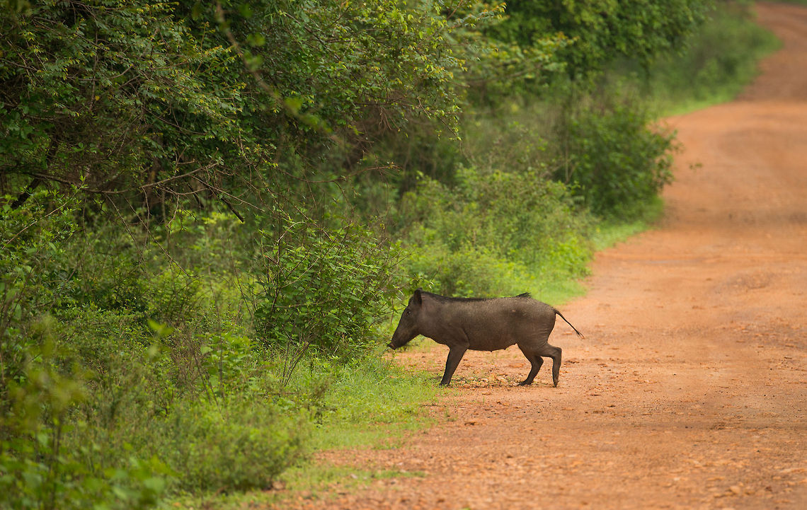 Wild Boar (sub species Sus scrofa cristatus), Sri Lanka Wild boar crossing a path in Wilpaththu park, Sri Lanka. Asia,Indian boar,Sri Lanka,Sus scrofa cristatus,Wilpaththu
