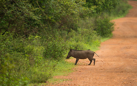 Wild Boar (sub species Sus scrofa cristatus), Sri Lanka Wild boar crossing a path in Wilpaththu park, Sri Lanka. Asia,Indian boar,Sri Lanka,Sus scrofa cristatus,Wilpaththu
