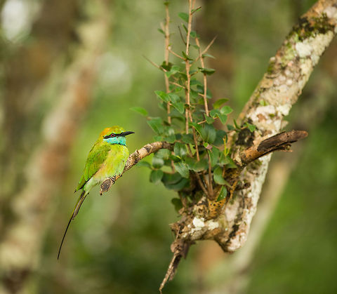 Green Bee-eater at Wilpaththu park, Sri Lanka For years I have been jealous of people in several parts of the world having access to colorful bee-eaters. During our trip through Sri Lanka, we finally got our share of them. They are everywhere, and far from shy.  Asia,Green Bee-eater,Merops orientalis,Sri Lanka,Wilpaththu