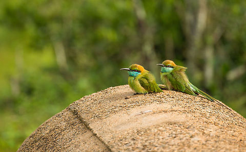 Pair of Green Bee-eaters, Wilpaththu park, Sri Lanka  Asia,Green Bee-eater,Merops orientalis,Sri Lanka,Wilpaththu