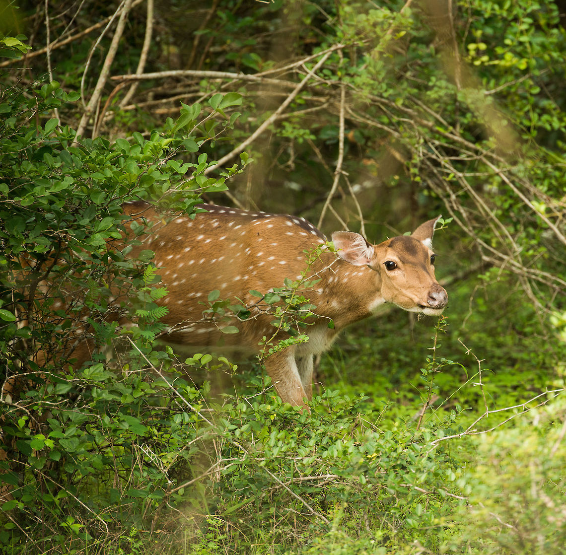 Sri Lankan Axis deer emerging from the forest Very abundant at Wilpaththu park, yet they do keep their distance. In this park, leopards are their main enemy, followed by crocodiles. Asia,Axis axis ceylonensis,Axis deer,Sri Lanka,Wilpaththu