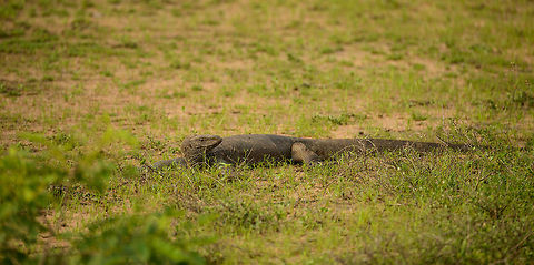 Bengal Monitor at Wilpaththu park, Sri Lanka Our first spotting of a Bengal Monitor in Sri Lanka, one of a series of hundreds. They are abundant and easy to find, often heating up on the path or nearby rocks. Asia,Bengal monitor (Indian monitor),Sri Lanka,Varanus bengalensis,Wilpaththu