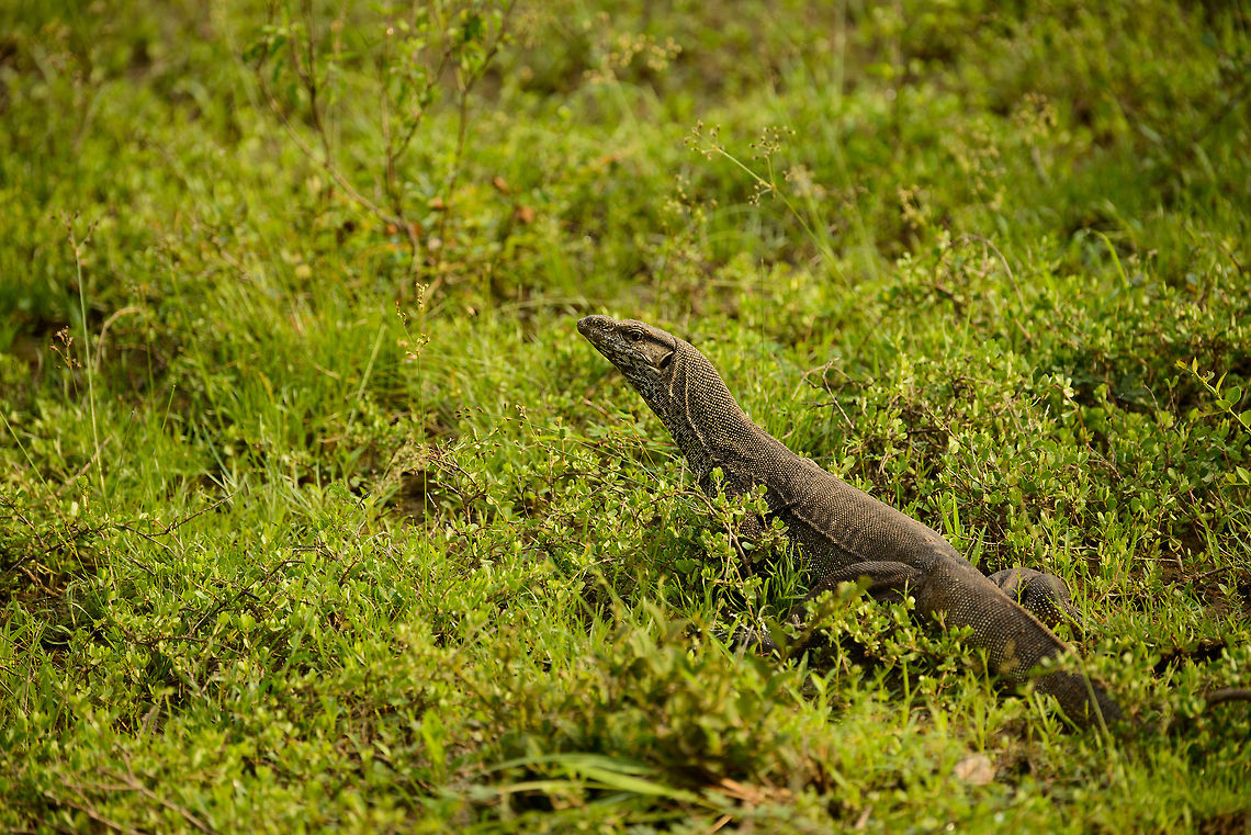 Bengal Monitor at Wilpaththu park, Sri Lanka Fleeing the scene as we approached, yet quite slowly. Asia,Bengal monitor (Indian monitor),Sri Lanka,Varanus bengalensis,Wilpaththu