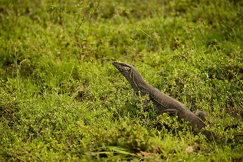 Bengal Monitor at Wilpaththu park, Sri Lanka Fleeing the scene as we approached, yet quite slowly. Asia,Bengal monitor (Indian monitor),Sri Lanka,Varanus bengalensis,Wilpaththu