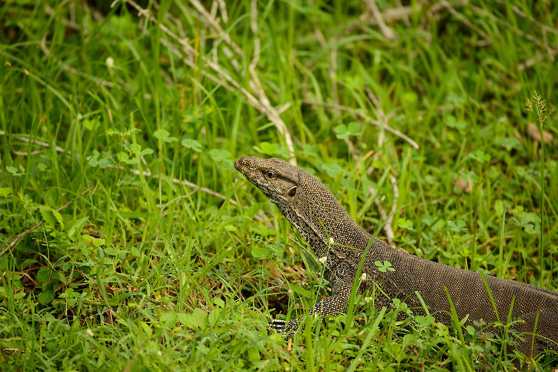 Closeup of Bengal Monitor at Wilpaththu park, Sri Lanka  Asia,Bengal monitor (Indian monitor),Sri Lanka,Varanus bengalensis,Wilpaththu
