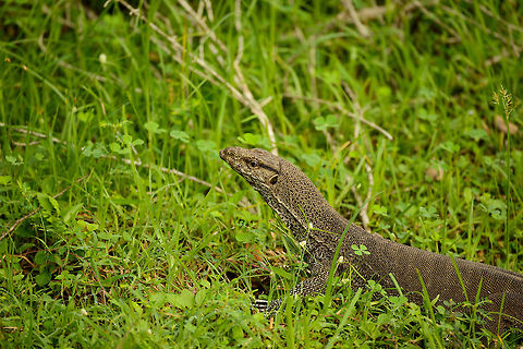 Closeup of Bengal Monitor at Wilpaththu park, Sri Lanka  Asia,Bengal monitor (Indian monitor),Sri Lanka,Varanus bengalensis,Wilpaththu