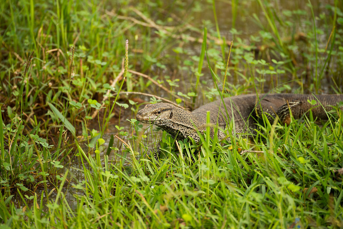 Closeup of Bengal Monitor at Wilpaththu park, Sri Lanka  Asia,Bengal monitor (Indian monitor),Sri Lanka,Varanus bengalensis,Wilpaththu