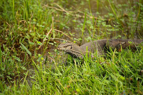 Closeup of Bengal Monitor at Wilpaththu park, Sri Lanka  Asia,Bengal monitor (Indian monitor),Sri Lanka,Varanus bengalensis,Wilpaththu