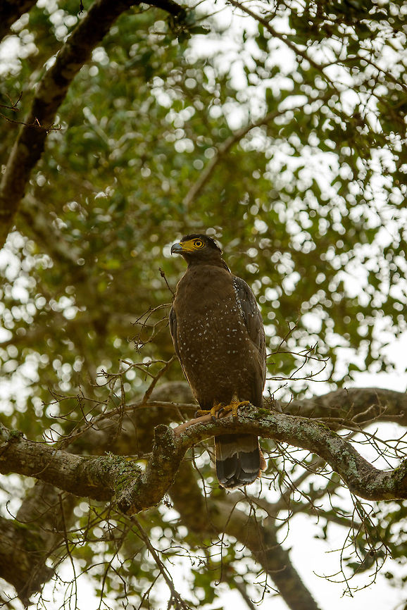 Crested Serpent Eagle at Wilpaththu, Sri Lanka Sorry for the poor quality, it was shot against the light. Although they are opportunistic in their diet, they mainly feed on insects and snails, which surprised me given its size. Asia,Crested Serpent Eagle,Spilornis cheela,Sri Lanka,Wilpaththu