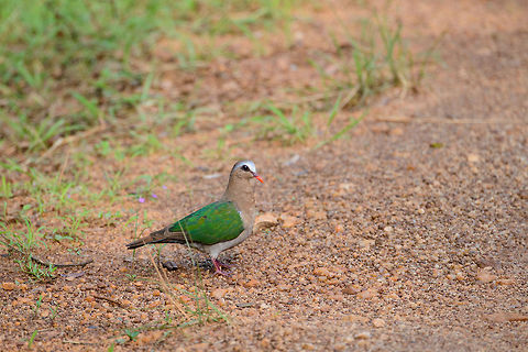 Emerald Dove (female) at Wilpaththu park, Sri Lanka A common species in Sri Lanka, but still happy with this spotting, as it has been our only clear view of them. Asia,Chalcophaps indica,Common Emerald Dove,Sri Lanka,Wilpaththu