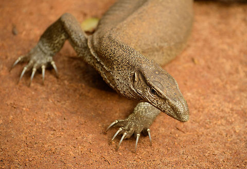 Closeup of Bengal Monitor at Wilpaththu park, Sri Lanka  Asia,Bengal monitor (Indian monitor),Sri Lanka,Varanus bengalensis,Wilpaththu