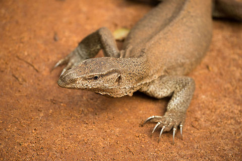 Closeup of Bengal Monitor at Wilpaththu park, Sri Lanka  Asia,Bengal monitor (Indian monitor),Sri Lanka,Varanus bengalensis,Wilpaththu