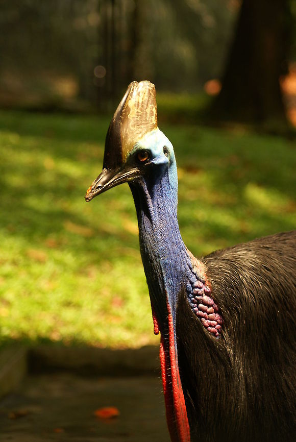 Southern Cassowary I can't help myself, this is one of my favorite animals.  Birds,Cassowary,Casuarius casuarius,Geotagged,Malaysia,Southern Cassowary