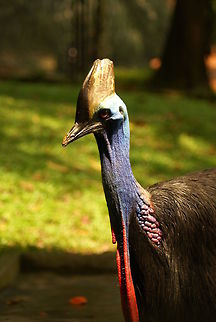 Southern Cassowary I can't help myself, this is one of my favorite animals.  Birds,Cassowary,Casuarius casuarius,Geotagged,Malaysia,Southern Cassowary