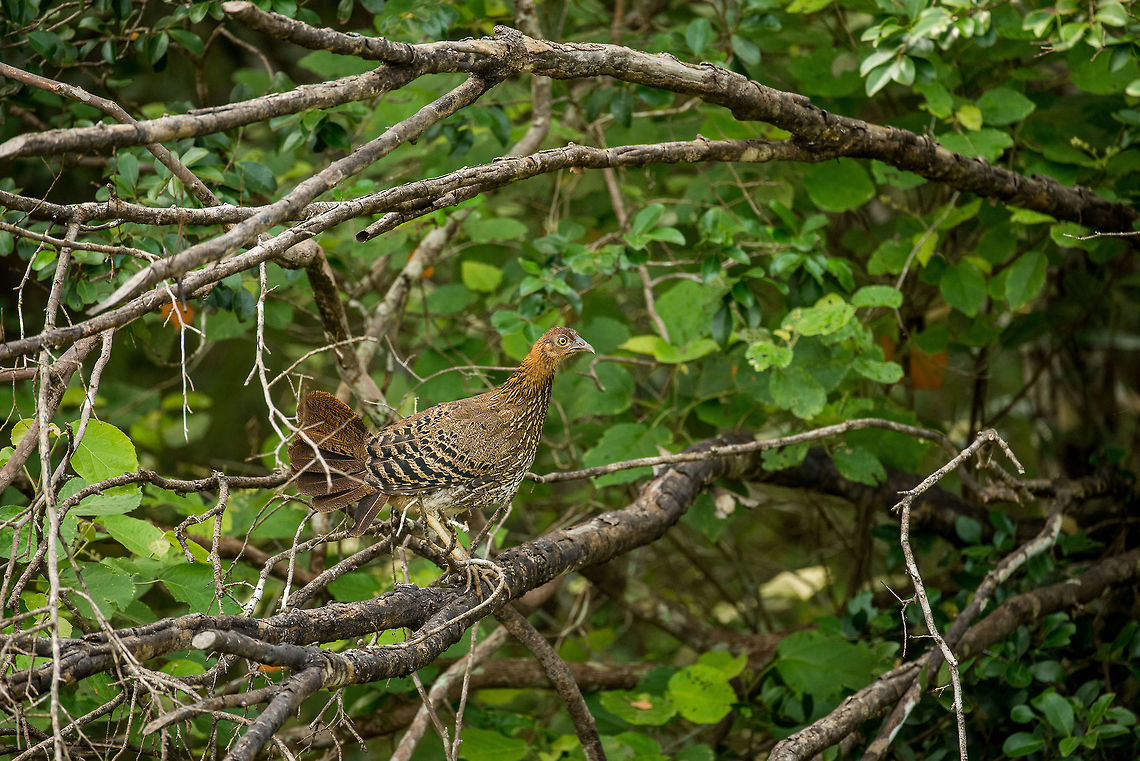 Sri Lankan Junglefowl (♀), Wilpaththu, Sri Lanka A lot more shy than the male, we&#039;ve only seen two of these during our roundtrip in Sri Lanka. Asia,Gallus lafayetii,Sri Lanka,Sri Lankan Junglefowl,Wilpaththu