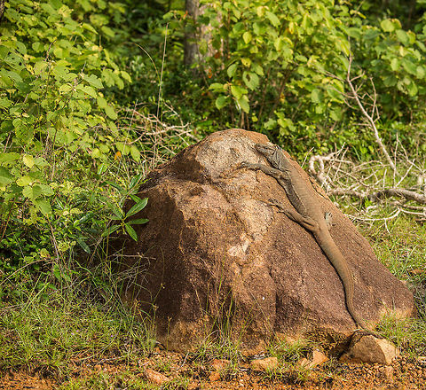 Bengal Monitor sunbathing on rock in Wilpaththu park, Sri Lanka Closeup:
http://www.jungledragon.com/image/23643/bengal_monitor_sunbathing_on_rock_in_wilpaththu_park_-_closeup_sri_lanka.html Asia,Bengal monitor (Indian monitor),Sri Lanka,Varanus bengalensis,Wilpaththu